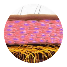 保持頭皮飽滿及滋潤